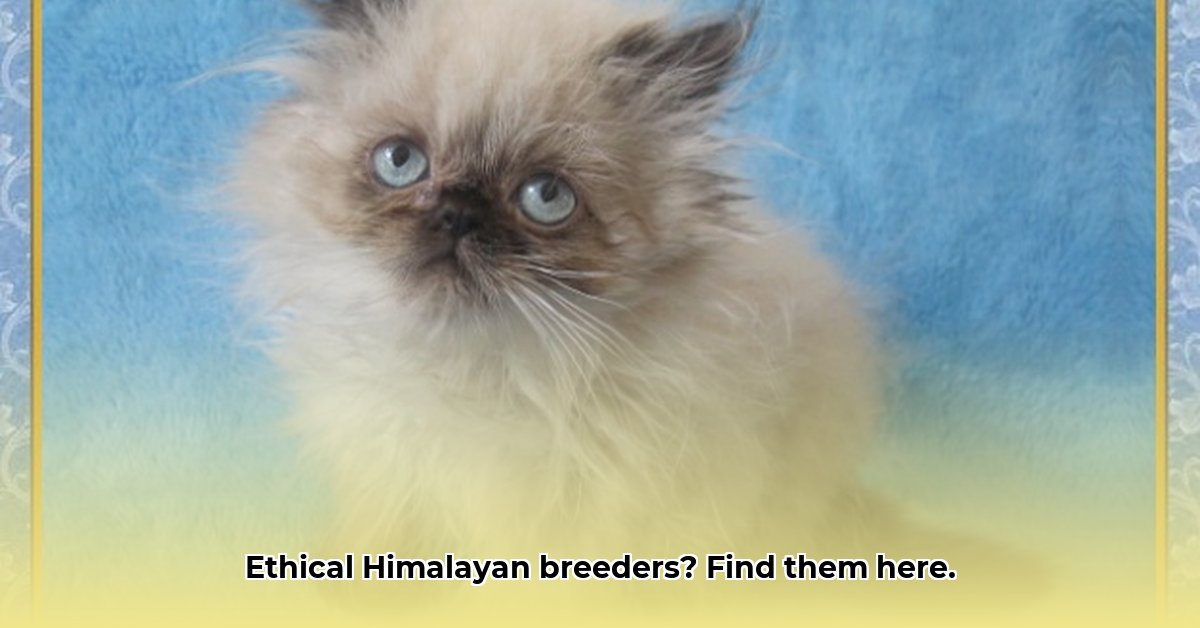 himalayan-breeders-near-me